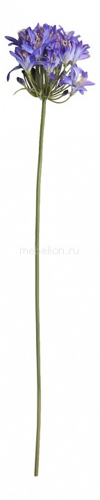 Цветок (80 см) Агапантус 24001900