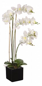 Растение в горшке (80 см) Белая орхидея YW-36
