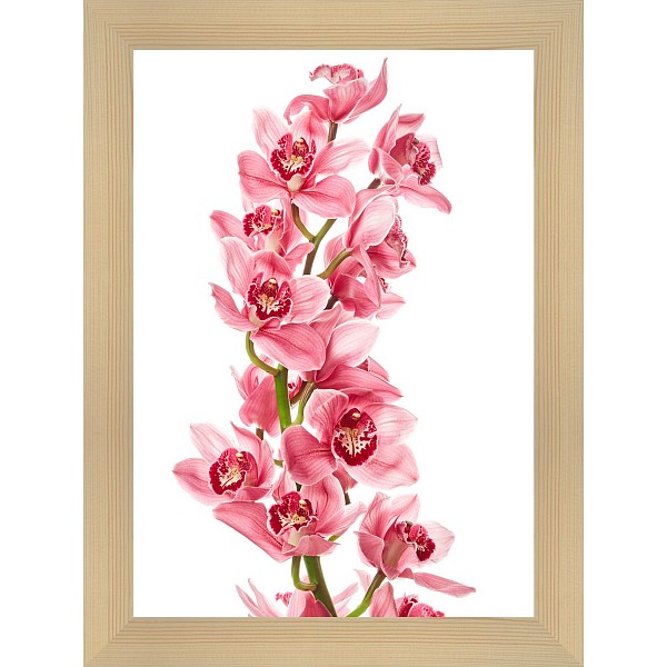 фото Картина (30х40 см) Розовая орхидея BE-103-186 Ekoramka