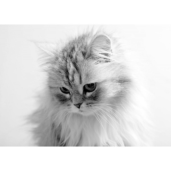 фото Картина (70х50 см) Пушистая кошка HE-101-880 Ekoramka
