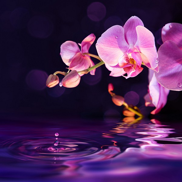 фото Картина (40х40 см) Розовая орхидея HE-101-925 Ekoramka