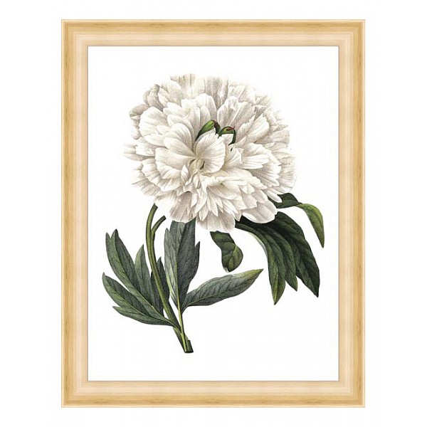 

Картина (37х47 см) White peony BE-103-148, Бежевый;белый, (37х47 см) White peony BE-103-148