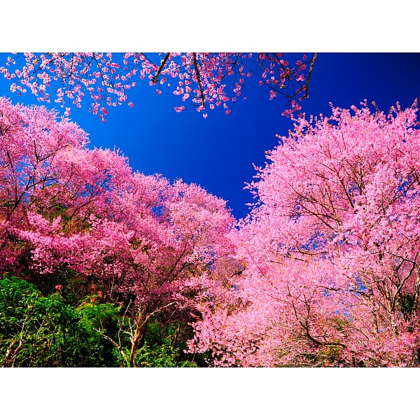 фото Картина (40х30 см) Цветущие деревья HE-101-696 Ekoramka