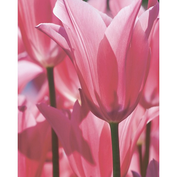 фото Картина (40х50 см) Цветущие тюльпаны SE-102-131 Ekoramka