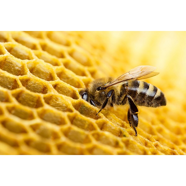 фото Картина (60х40 см) Пчела и соты HE-101-833 Ekoramka