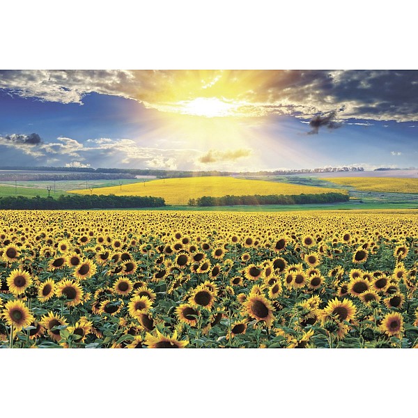 

Картина (30х20 см) Поле подсолнухов SE-102-161, Голубой;желтый;зеленый, (30х20 см) Поле подсолнухов SE-102-161