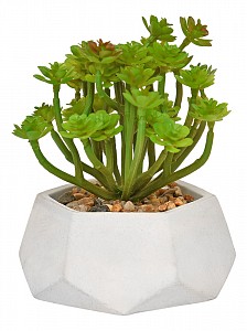 Растение в горшке (12x15 см) Rio2