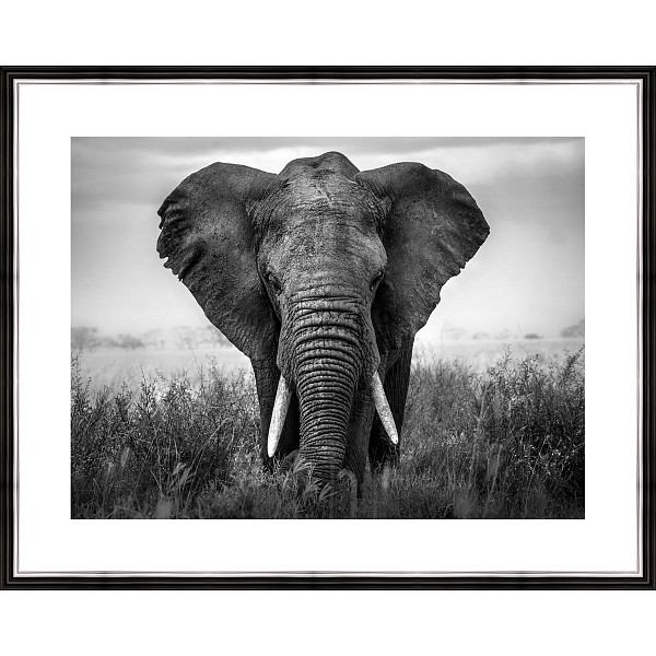 фото Картина (50х40 см) Африканский слон BE-103-320 Ekoramka