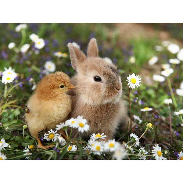 фото Картина (40х30 см) Цыпленок и кролик HE-101-711 Ekoramka