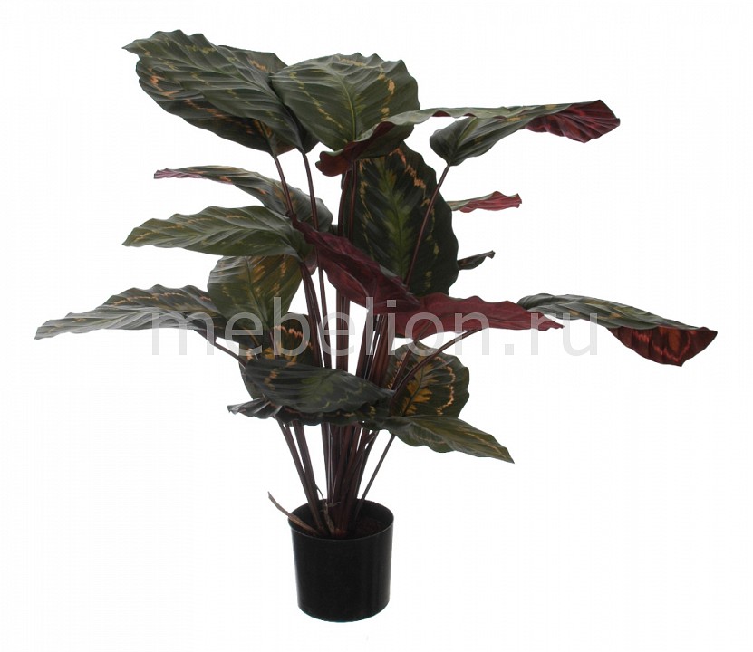 фото Растение в горшке (60 см) Калатея розеопикта 58008700 Home-religion