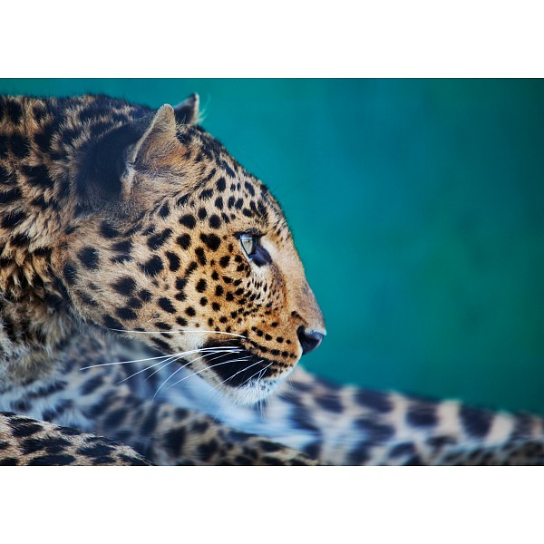 фото Картина (70х50 см) Leopard HE-101-879 Ekoramka