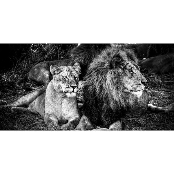 фото Картина (120х60 см) Лев и львица HE-102-152 Ekoramka