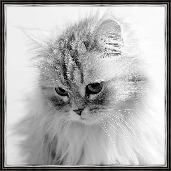 фото Картина (40х40 см) Пушистая кошка BE-103-323 Ekoramka