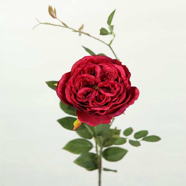 фото Цветок роза 8680943025968 arya