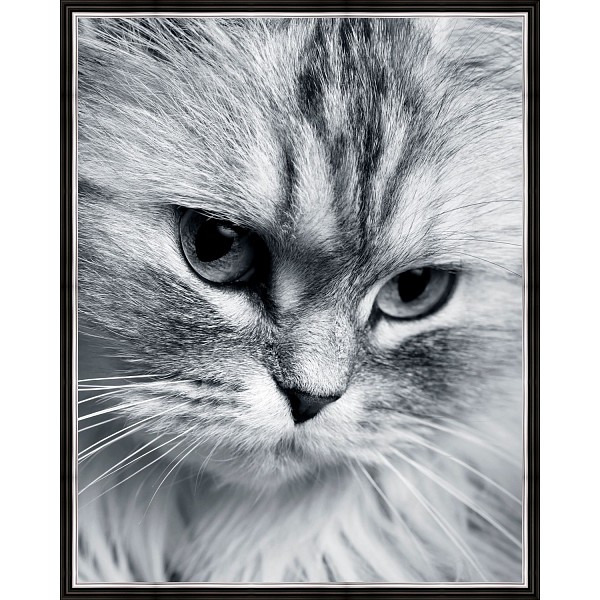 фото Картина (40х50 см) Пушистая кошка BE-103-321 Ekoramka