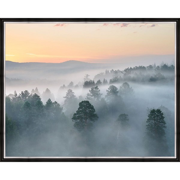 фото Картина (50х40 см) Лес в тумане BE-103-311 Ekoramka