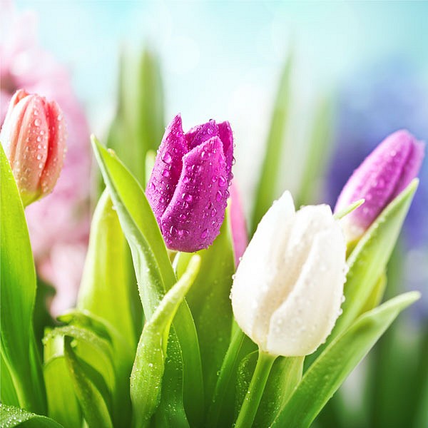 фото Картина (30х30 см) Весенние тюльпаны HE-101-458 Ekoramka