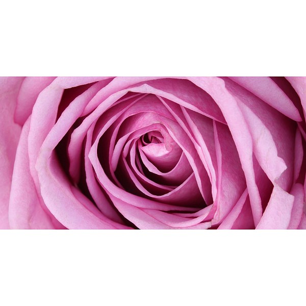 фото Картина (120х60 см) Розовая роза HE-102-155 Ekoramka
