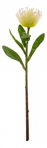 Цветок (40 см) Леукоспермум 265-600
