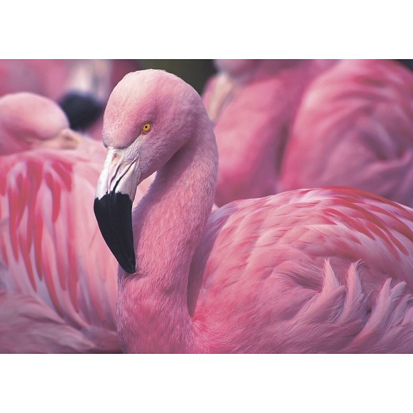 фото Картина (70х50 см) Розовый фламинго SE-102-261 Ekoramka