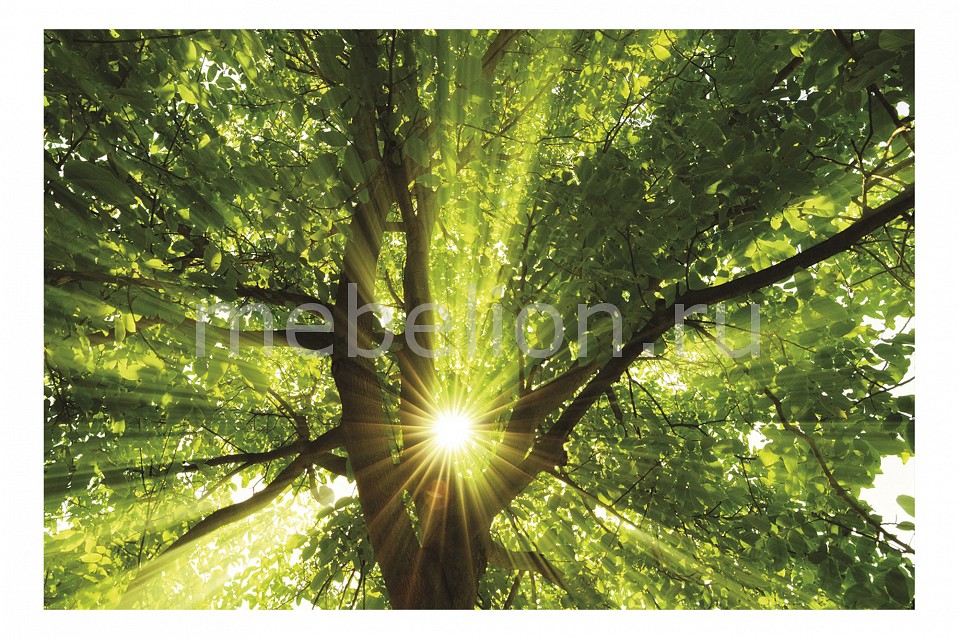 Панно Ekoramka (60х40 см) Дерево и солнце 127280561