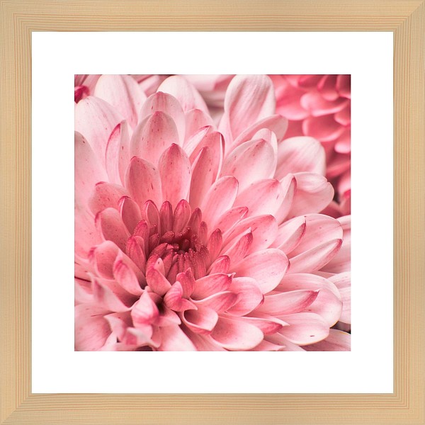 фото Картина (40х40 см) Розовые цветы BE-103-180 Ekoramka