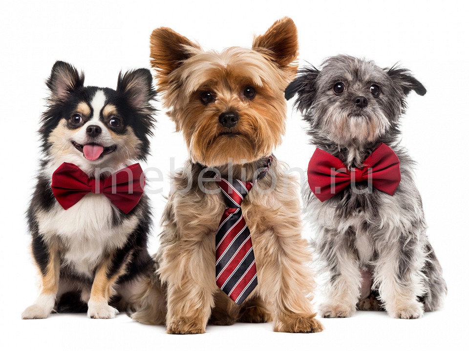 фото Панно (40х40 см) Собаки в галстуке 1728090К4040 Ekoramka