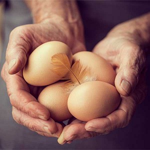 Картина (30х30 см) Куриные яйца HE-101-475